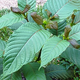Illustration for article titled Kratom In Canada – An Excellent Natural Remedyem/em